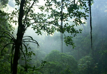 Jamaican Cockpit Country