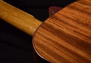 Ambrosia Maple Portrait