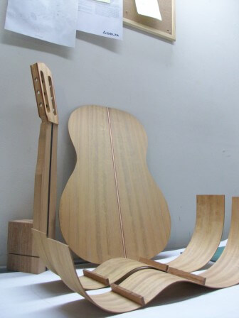 Mosquitoxylum Jamaicence Mosquitoxylum Jamaicence